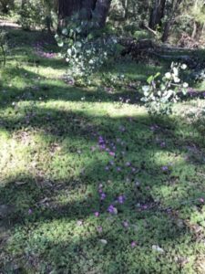 Nannup