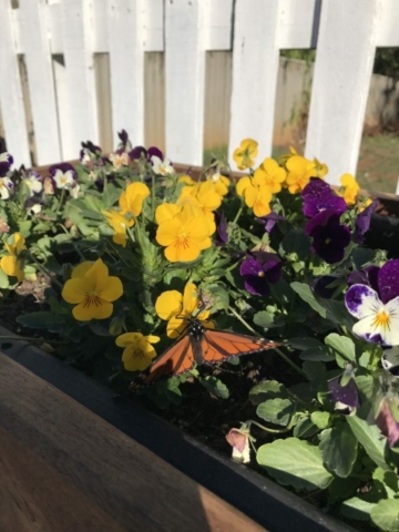 Nannup