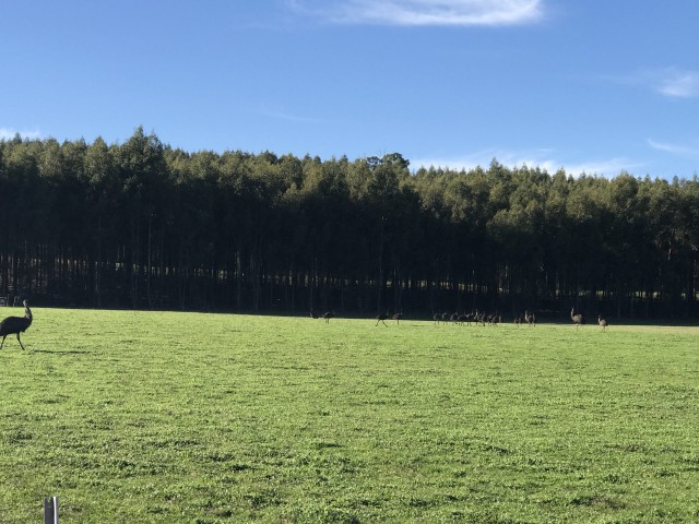 Nannup