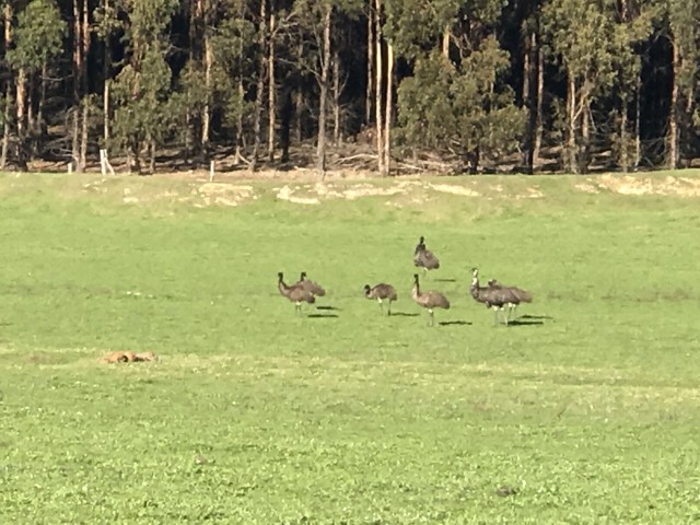 Nannup