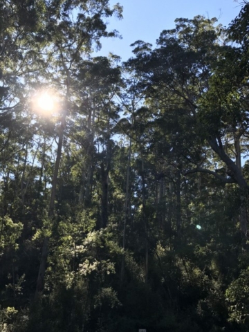 Nannup