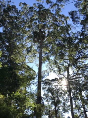 Nannup