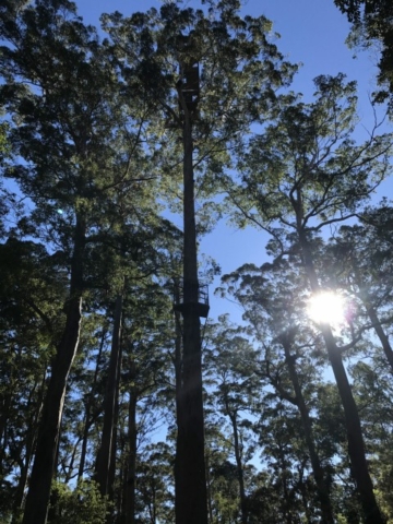Nannup