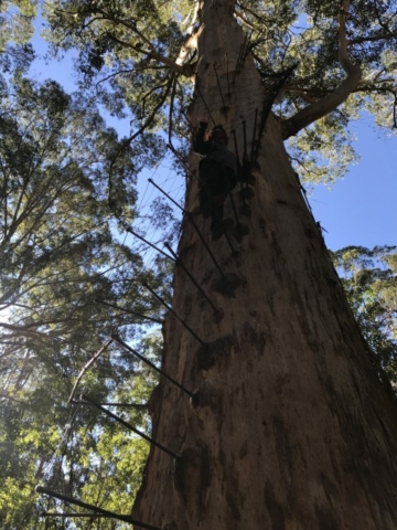 Nannup