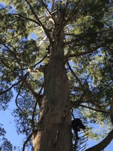 Nannup