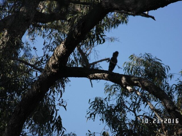 Nannup