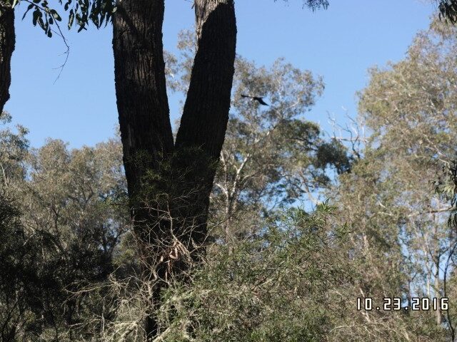 Nannup
