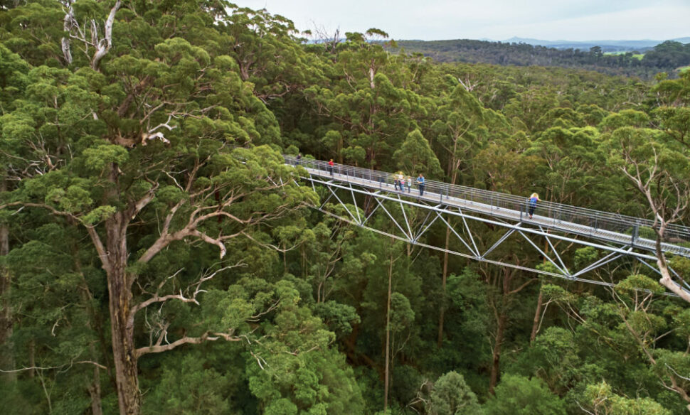 Valley of the Giants Tree Top Walk
